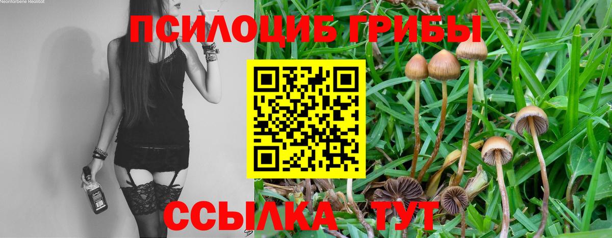Псилоцибиновые грибы Cubensis Алексеевка